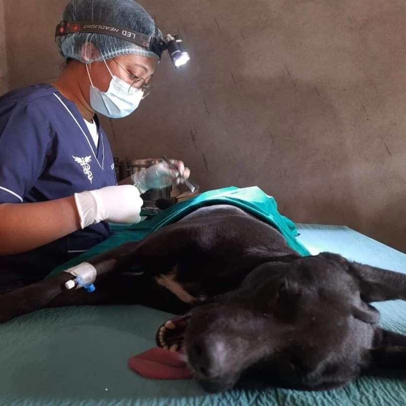 Veterinary Surgery